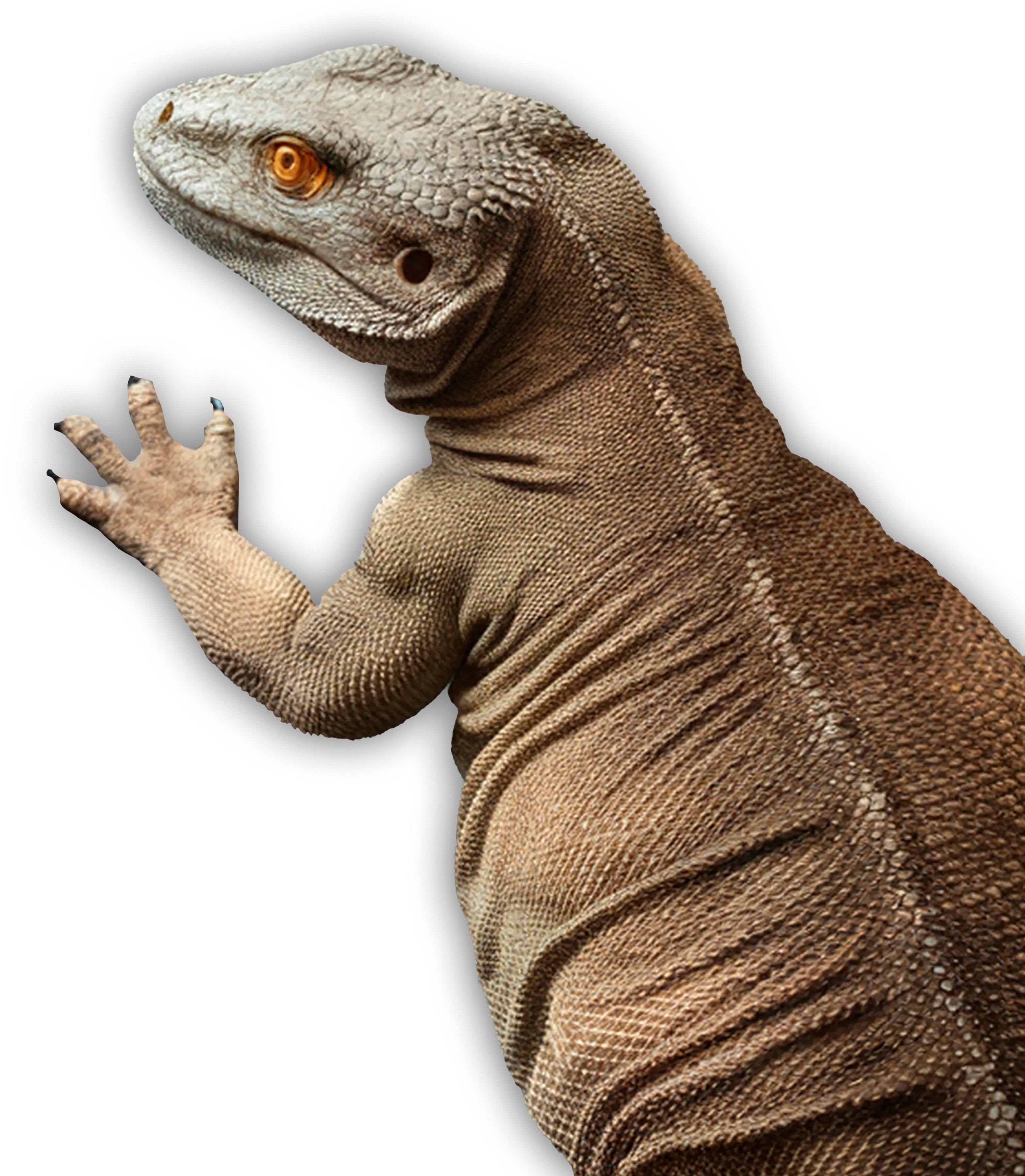 komodo